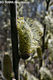 Salix cinerea L. - Rekettyefz