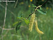 Salix pentandra L. - Babrfz