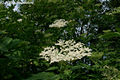 Sambucus nigra L. - Fekete bodza