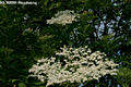 Sambucus nigra L. - Fekete bodza