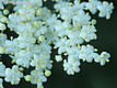 Sambucus nigra L. - Fekete bodza