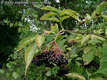 Sambucus nigra L. - Fekete bodza