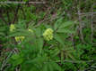 Sambucus racemosa L. - Frts bodza