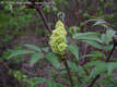 Sambucus racemosa L. - Frts bodza