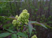 Sambucus racemosa L. - Frts bodza