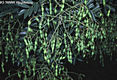 Sophora japonica L. - Japnakc