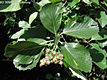 Sorbus aria (L.) Cr. - Lisztes berkenye