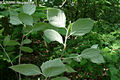 Sorbus aria (L.) Cr. - Lisztes berkenye