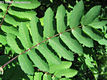 Sorbus aucuparia L. - Madrberkenye