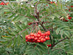 Sorbus aucuparia L. - Madrberkenye