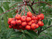 Sorbus aucuparia L. - Madrberkenye