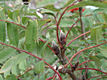 Sorbus aucuparia L. - Madrberkenye