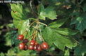 Sorbus torminalis (L.) Cr. - Barkcafa