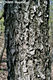 Sorbus torminalis (L.) Cr. - Barkcafa