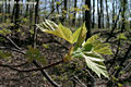 Sorbus torminalis (L.) Cr. - Barkcafa