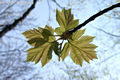 Sorbus torminalis (L.) Cr. - Barkcafa