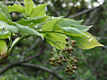 Staphylea pinnata L. - Mogyors hlyagfa