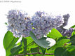 Syringa vulgaris L. - Kznsges orgona