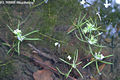 Taxodium distichum (L.) L.C.M. Rich. - Virginiai mocsrciprus