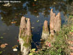 Taxodium distichum (L.) L.C.M. Rich. - Virginiai mocsrciprus