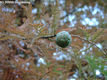 Taxodium distichum (L.) L.C.M. Rich. - Virginiai mocsrciprus