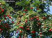 Taxus baccata L. - Tiszafa