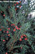 Taxus baccata L. - Tiszafa