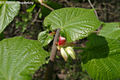 Tilia platyphyllos Scop. - Nagylevel hrs