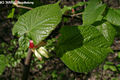 Tilia platyphyllos Scop. - Nagylevel hrs