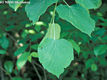 Tilia tomentosa Mnch - Ezsthrs