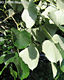 Tilia tomentosa Mnch - Ezsthrs