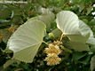 Tilia tomentosa Mnch - Ezsthrs