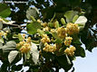 Tilia tomentosa Mnch - Ezsthrs