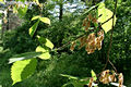 Ulmus laevis Pall. - Vnicszil