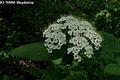 Viburnum lantana L. - Ostormnfa