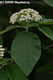 Viburnum lantana L. - Ostormnfa