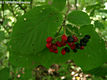 Viburnum lantana L. - Ostormnfa