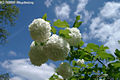 Viburnum opulus L. - Knyabangita