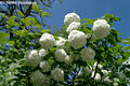 Viburnum opulus L. - Knyabangita