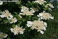 Viburnum opulus L. - Knyabangita