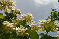 Viburnum opulus L. - Knyabangita