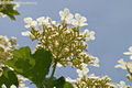 Viburnum opulus L. - Knyabangita