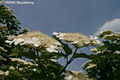 Viburnum opulus L. - Knyabangita