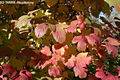 Viburnum opulus L. - Knyabangita