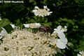 Viburnum opulus L. - Knyabangita