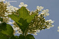 Viburnum opulus L. - Knyabangita