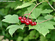 Viburnum opulus L. - Knyabangita