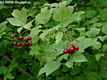 Viburnum opulus L. - Knyabangita