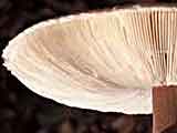 Macrolepiota rachodes (Vitt.)Singer - Pirul ozlbgomba