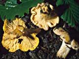 Cantharellus cibarius - Srga rkagomba